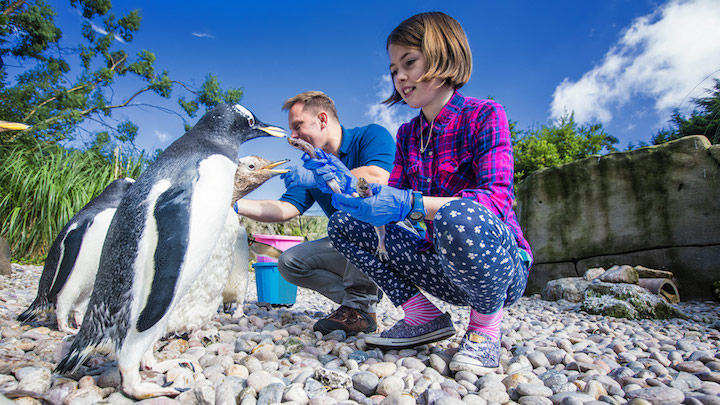 Family feeding penguins in Belfast